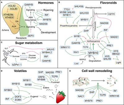 Insights into transcription factors controlling strawberry fruit development and ripening